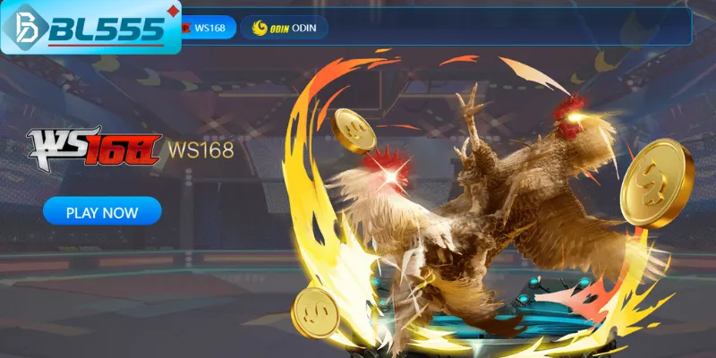 Trực tiếp trường gà Thomo trên đá gà BL555 Full HD