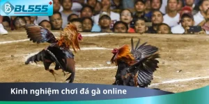 Kinh Nghiệm Chơi Đá Gà Online BL555