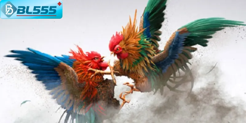 Tham gia vào cộng động để tích lũy thêm kinh nghiệm chơi đá gà online